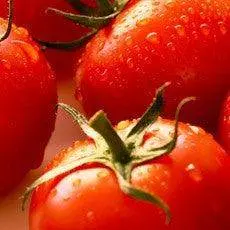 Seminis Tomato Vijayata – High-Yield F1 Hybrid 1