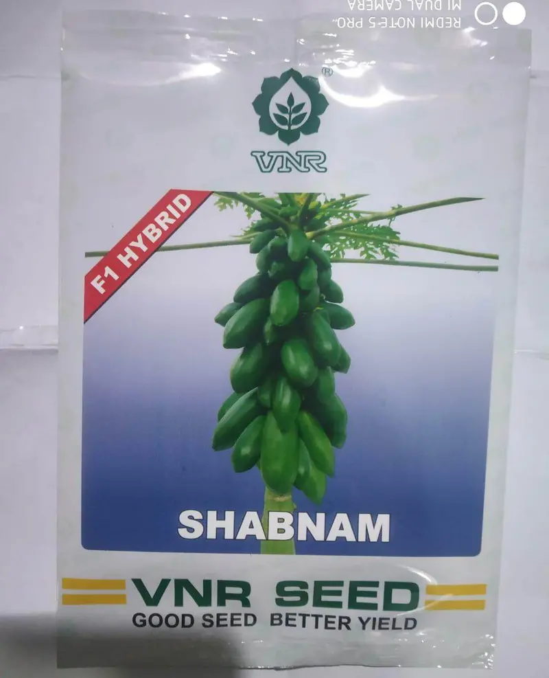 Shabnam F1 Hybrid Papaya Seeds – Fast-Maturing, Sweet Flavor (Vnr) 1