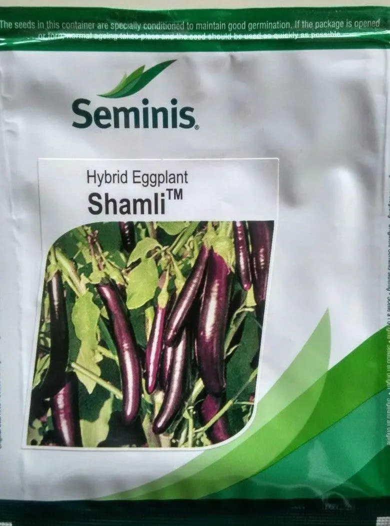Shamli F1 Brinjal – Early-Fruiting, Glossy Purple Eggplant Hybrid (Seminis) 1