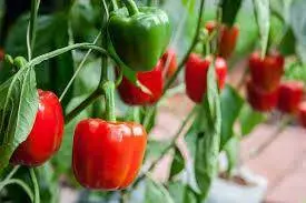 Shanta Compact Sweet Pepper Seeds – Known You Hybrid Variety 1