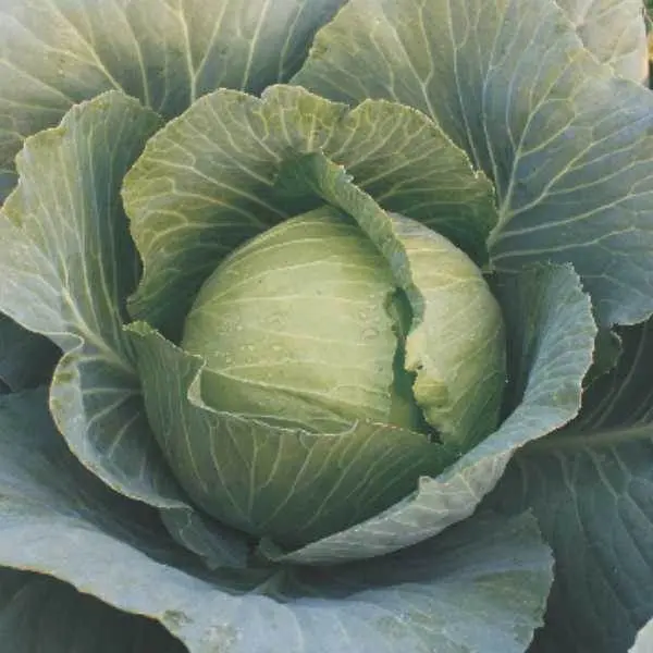 Shaurya F1 Cabbage – Seminis Hybrid Variety 1