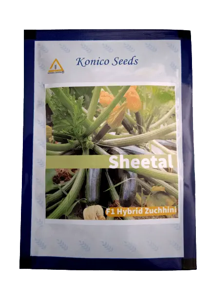 Sheetal F1 Green Squash Seeds – Konico Seed India Bush-Type Hybrid 1