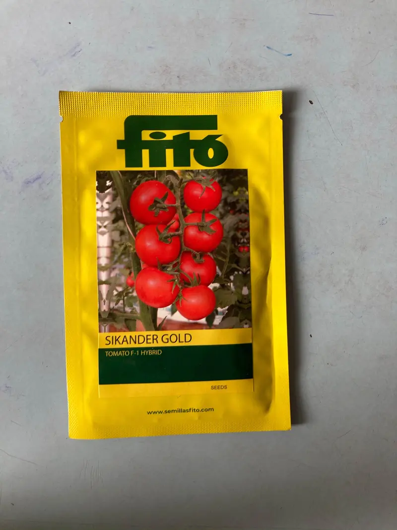 Sikander Gold Tomato Seeds – Fito Brand 1