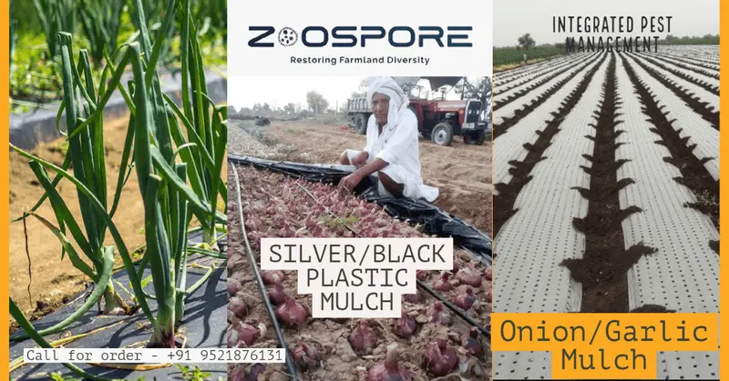 Silver-Black Plastic Mulch Sheet For Onion & Garlic Crops – Zoospore Biologicals 1