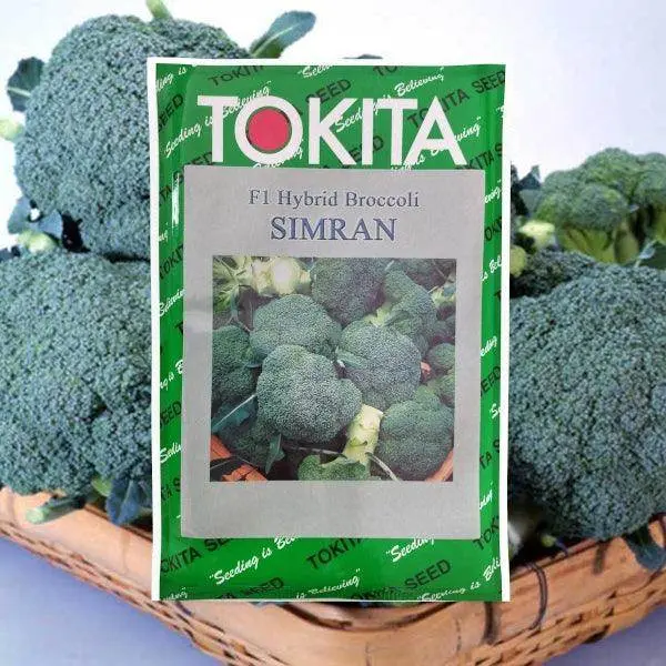 Simran Broccoli – F1 Hybrid By Tokita Seeds 1