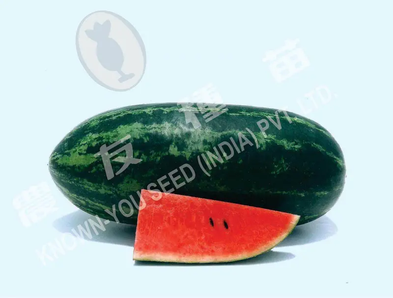 Simran Hybrid Red-Flesh Icebox Watermelon Seeds – Known You Brand 1