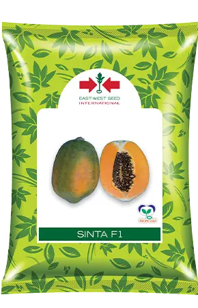 Sinta F1 Papaya Seeds – High-Sugar, Consistent Yield Hybrid By East West Seeds 1