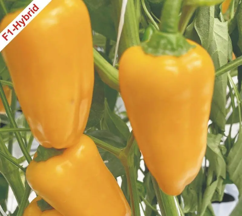 Snaky Yellow Pepper Capsicum F1 Hybrid Seeds 1