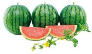 Snehal Seedless Watermelon F1 Hybrid – Known You Seeds 1