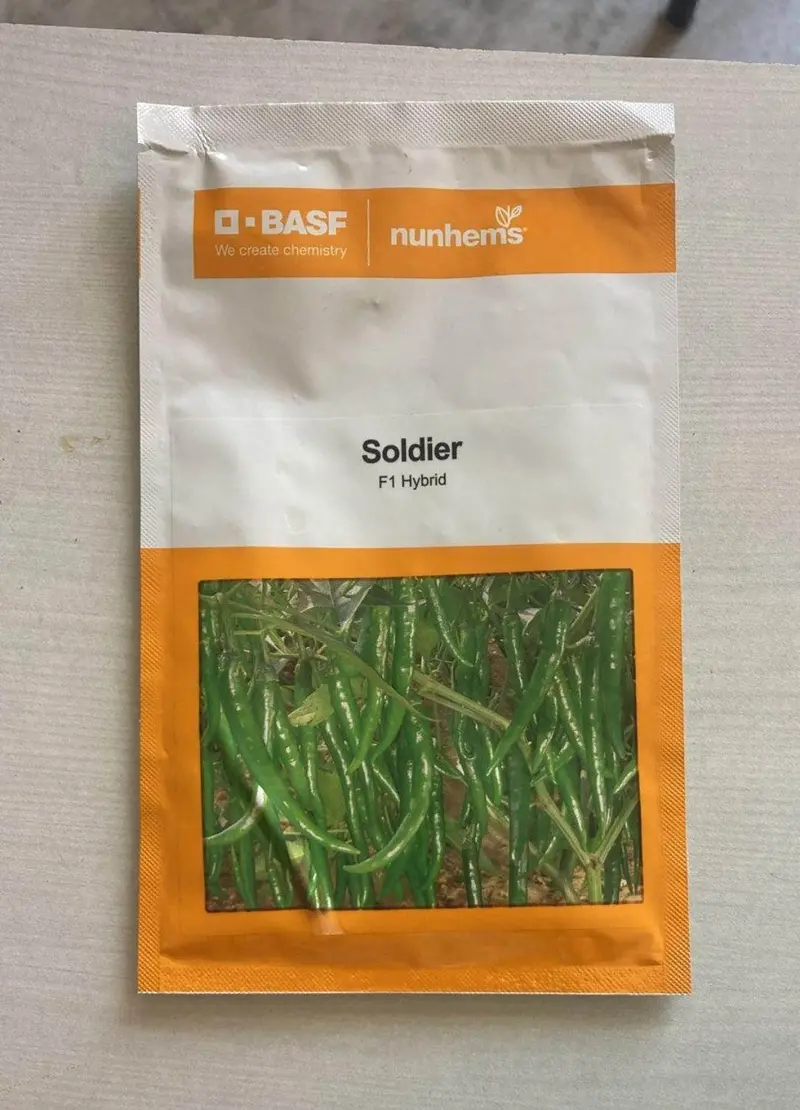 Soldier F1 Chilli Seeds – Basf Nunhems Disease-Resistant Hybrid 1