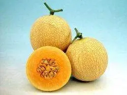 Sonal Hybrid Muskmelon Seeds – Early Harvest, Known You 1