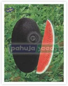 Suman 235 Ice Box Watermelon F1 Hybrid Seeds By Pahuja 1