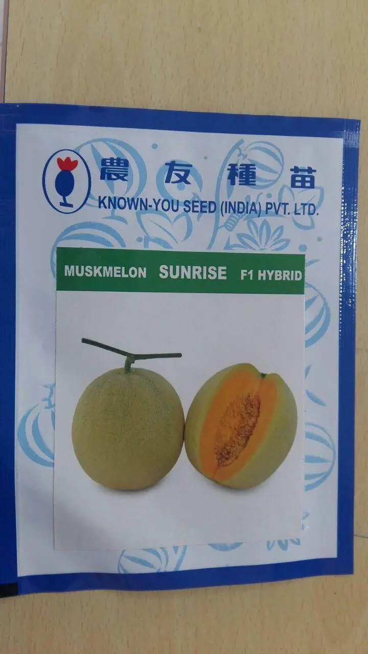 Sun Rise F1 Hybrid Muskmelon Seeds – Bright Orange Flesh, Known You 1