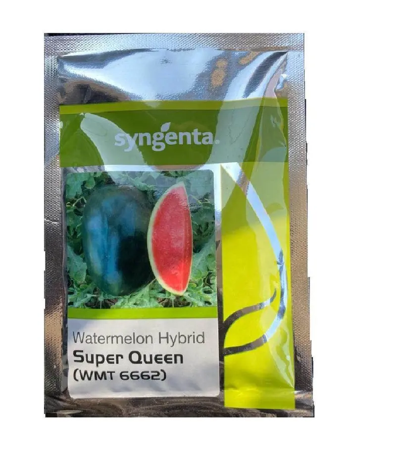 Super Queen F1 Watermelon – Large-Fruit, Uniform-Ripening Hybrid (Syngenta) 1