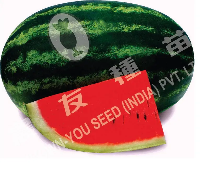 Suprit-2 Hybrid Watermelon Seeds – Improved Shelf Life, Known You 1