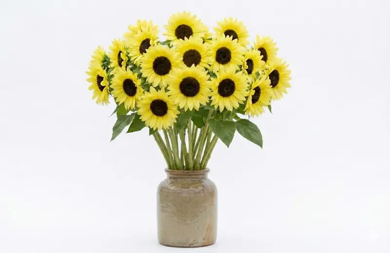 Sweetie Sunflower Seeds – Cheerful, Multi-Branching Blooms For Bouquets 1