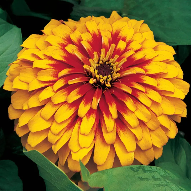 Swizzle Zinnia Elegans Series – Syngenta Flowers 1