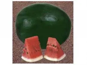Tejas Watermelon F1 Hybrid Seeds – Namdhari 1