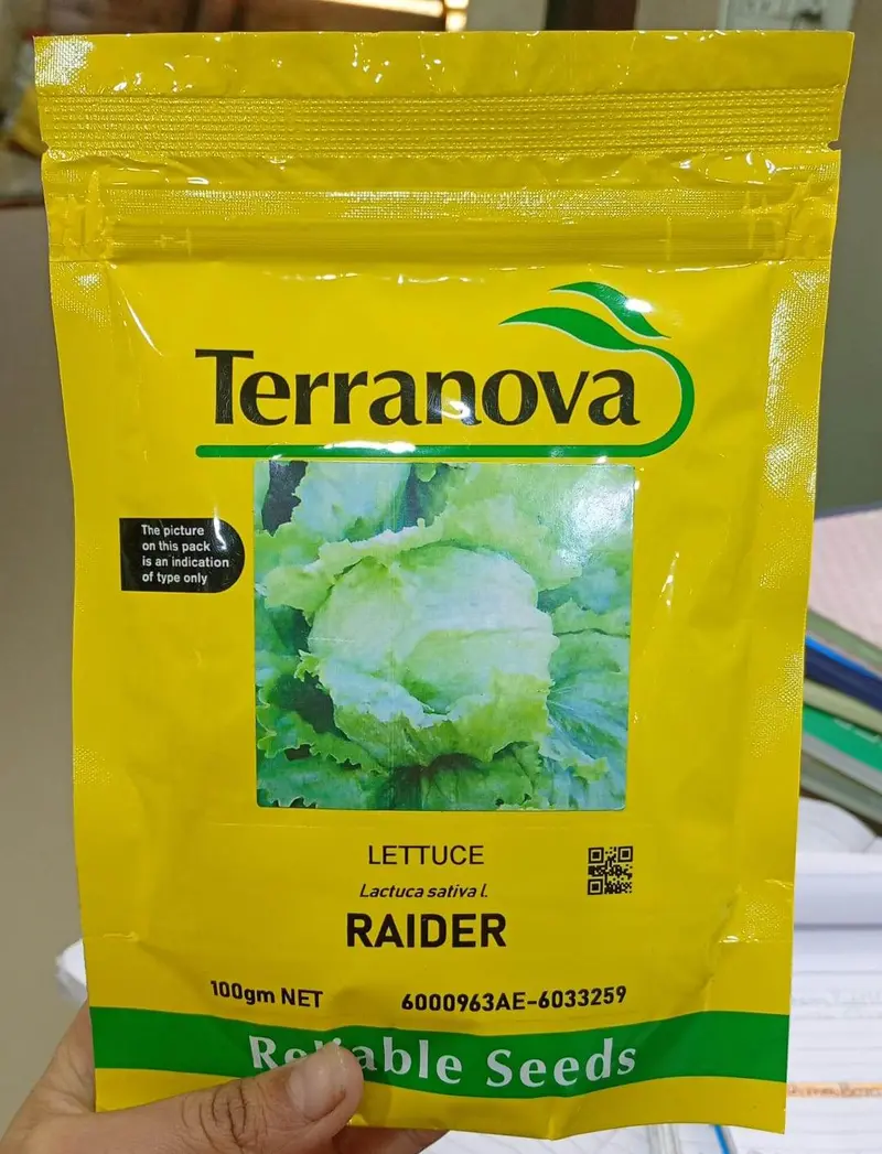Terranova Raider Iceberg Lettuce – Crisp Head Lettuce F1 Seeds 1