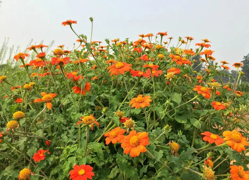 Tithonia Rotundifolia 'Red Flame' – Mexican Sunflower Seeds 1
