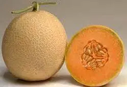 Trisha-2 Muskmelon Seeds – Known You Fragrant F1 Hybrid 1