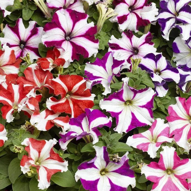 Tritunia Star Mix Petunia Seeds – Syngenta Flowers 1