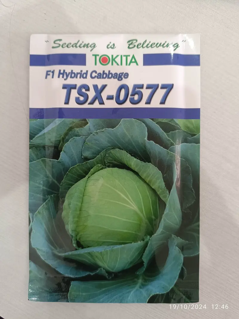 Tsx-0577 Cabbage Seeds – Compact F1 Hybrid From Tokita 1