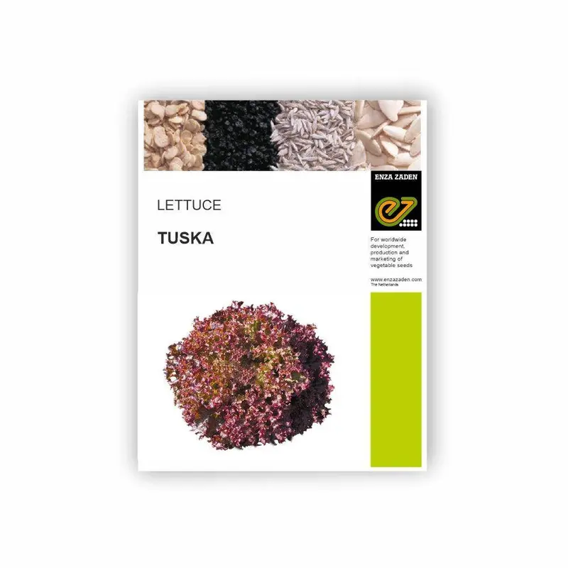 Tuska Lollo Rosso Lettuce – Frilly, Burgundy-Tinged Looseleaf Variety (Enza Zaden) 1