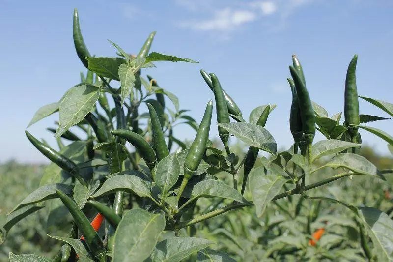 Upright F1 Chilli Seeds – Heat-Tolerant, High-Yield Variety 1