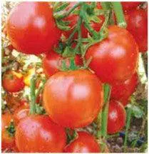 Us-04 Tomato F1 Hybrid Seeds By Us Agri Seeds 1