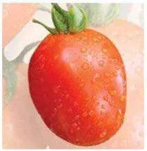 Us-1080 Tomato F1 Hybrid Seeds By Us Agri Seeds 1