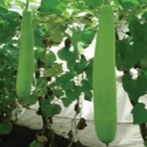 Us-15 Bottle Gourd F1 Hybrid Seeds By Us Agri Seeds 1