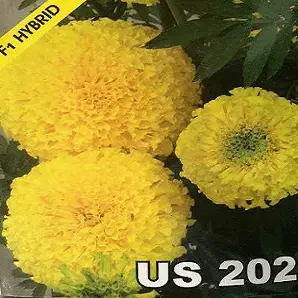Us 202 Marigold Seeds – Us Agri Seeds 1