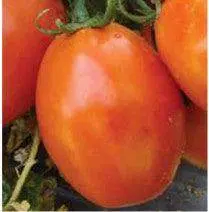 Us-3380 Tomato F1 Hybrid Seeds By Us Agri Seeds 1