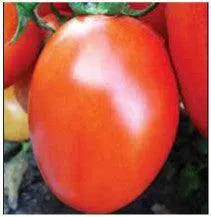 Us-3381 Tomato F1 Hybrid Seeds By Us Agri Seeds 1