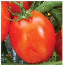 Us-3383 Tomato F1 Hybrid Seeds By Us Agri Seeds 1