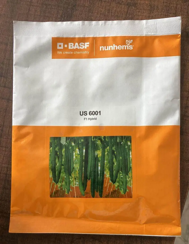 Us 6001 Ridgegourd F1 Hybrid – Basf & Nunhems 1
