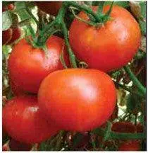 Us Agri Seeds Tomato Variety Us-1196 (Disease-Resistant Hybrid) 1