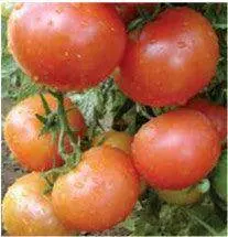 Us Agri Seeds Tomato Variety Us-2175 (High-Yield Hybrid) 1