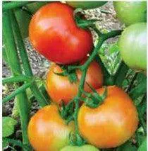 Us Agri Seeds Tomato Variety Us-4545 (Certified Hybrid) 1