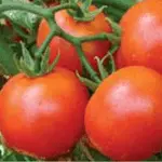 Us Agri Seeds Tomato Variety Us-618 (Early-Maturing Hybrid) 1