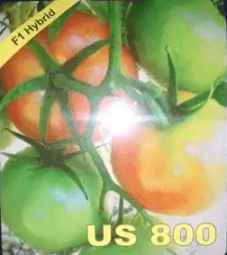 Us Agri Seeds Tomato Variety Us-800 (Compact Vine Hybrid) 1