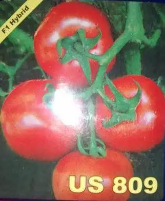 Us Agri Seeds Tomato Variety Us-809 (Heat-Tolerant Hybrid) 1