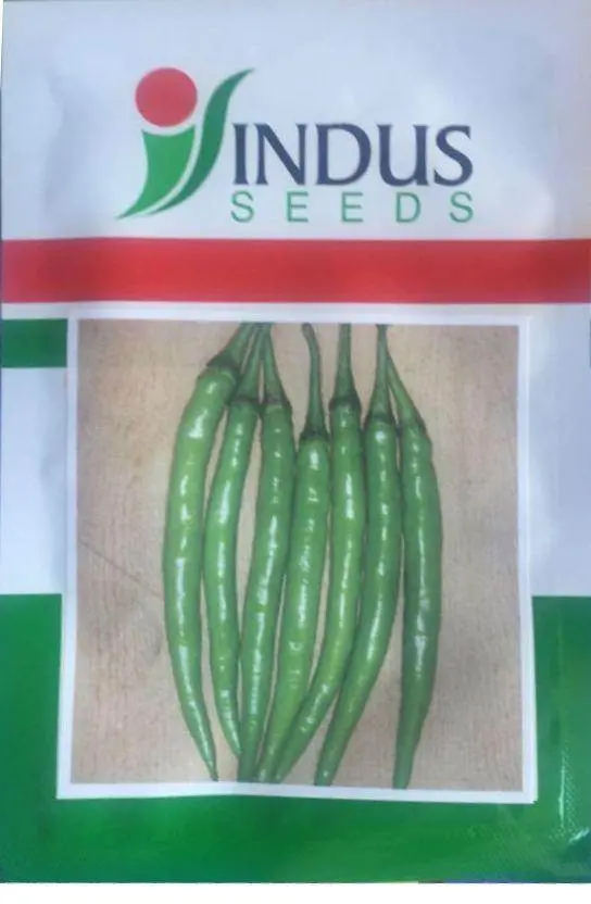 V13 Chili Seeds – High-Capsaicin, Bold-Flavored Capsicum By Indus 1