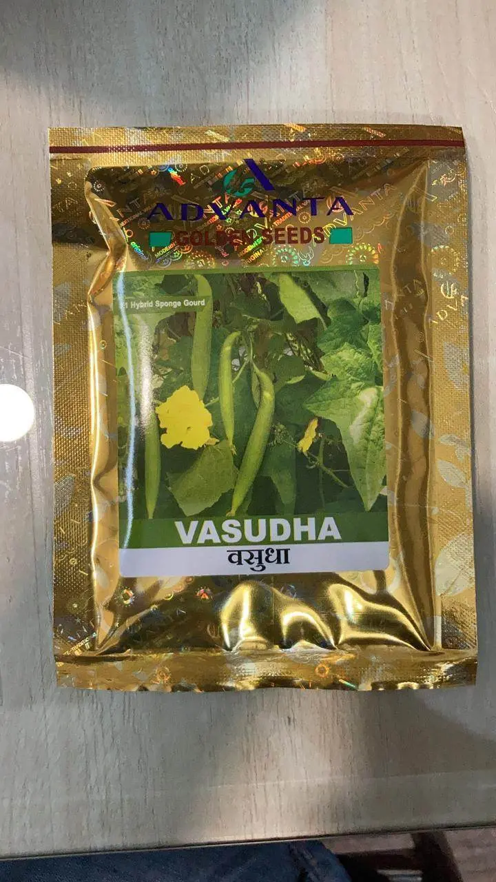 Vasudha F1 Sponge Gourd – Vigorous Climber With Uniform Fruit – Golden Seeds & Advanta 1