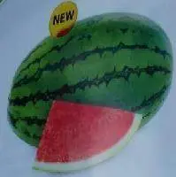 Vasudha Hybrid Watermelon Seeds – Disease-Resistant, Known You 1