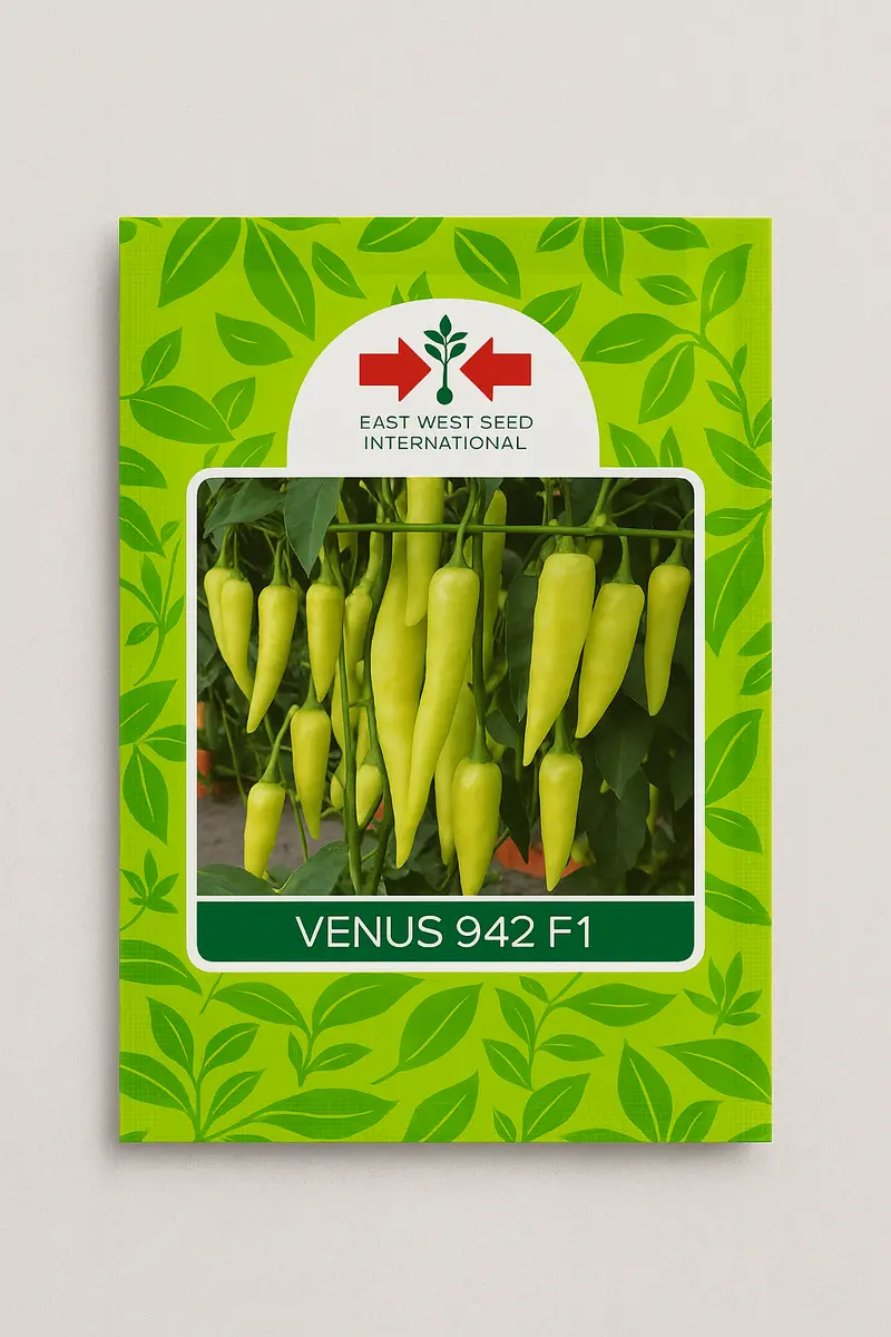 Venus 942 F1 Chilli Pepper Seeds (East West Seeds) 1
