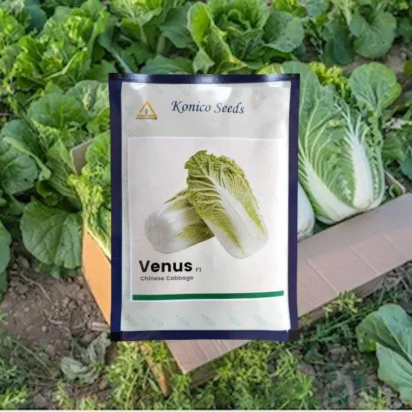 Venus Chinese Cabbage – F1 Hybrid By Konico Seeds 1