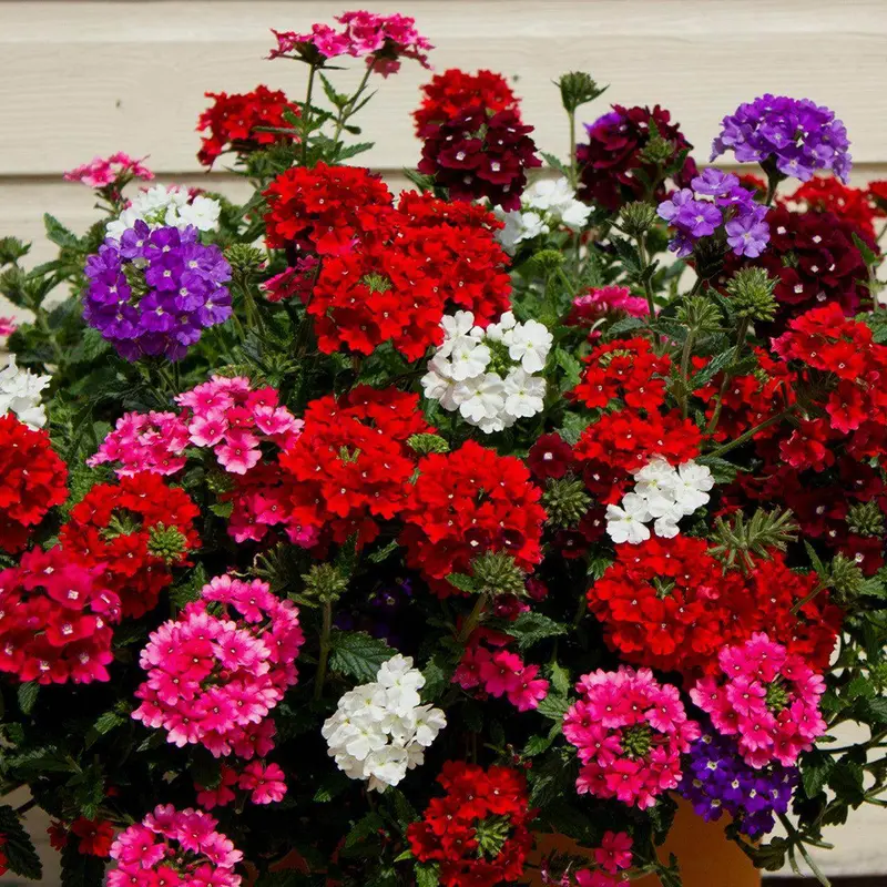 Verbena Idle Florist Blend – Heat-Tolerant, Continuous-Blooming Mix 1