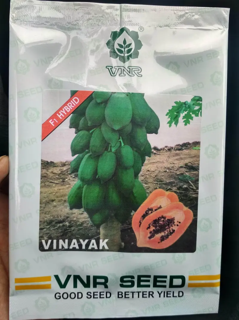 Vinayak F1 Hybrid Papaya Seeds – High-Yielding, Uniform Fruit Size (Vnr) 1